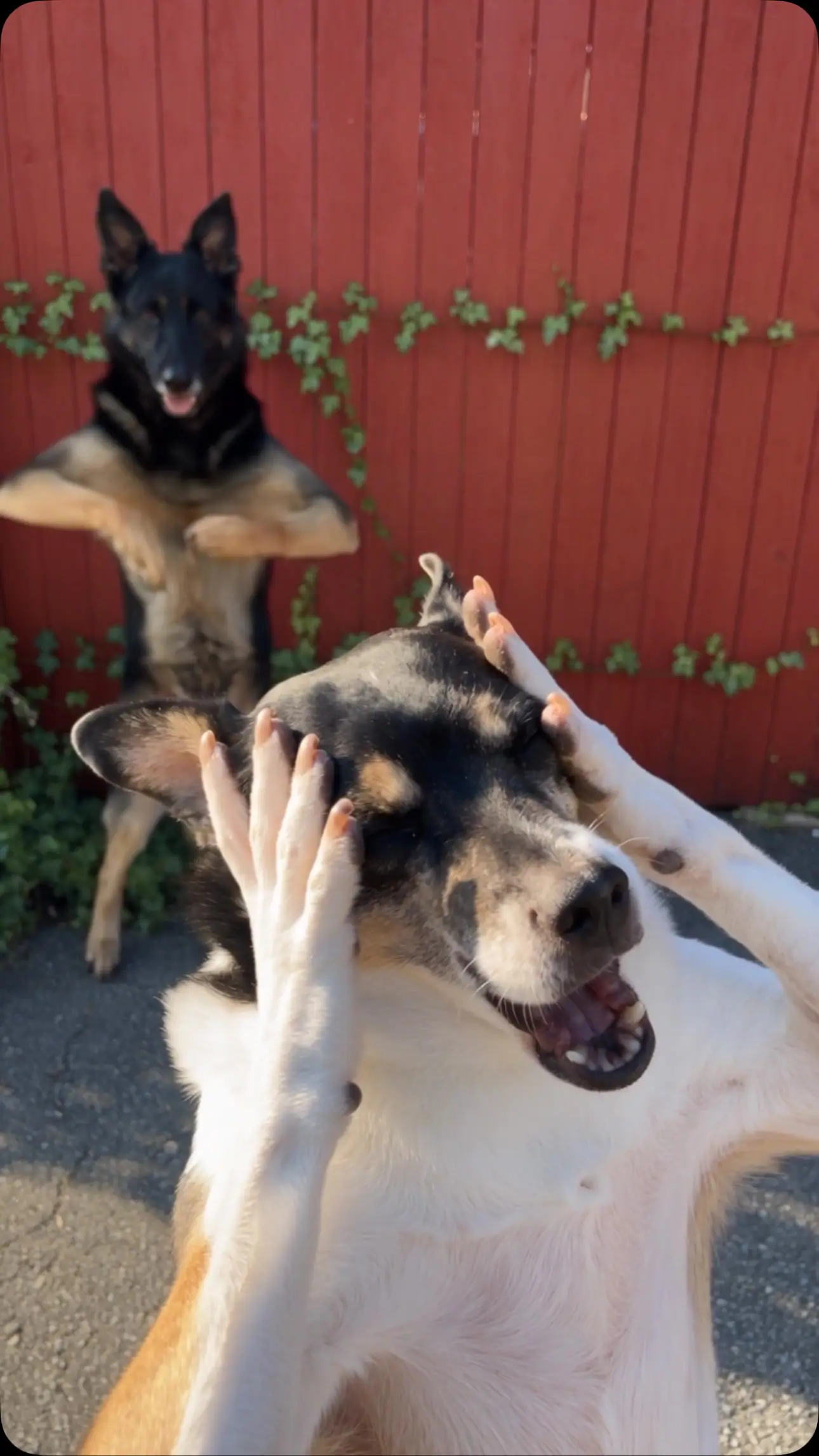 Two dogs taking turns in the Smalltown Boy dance