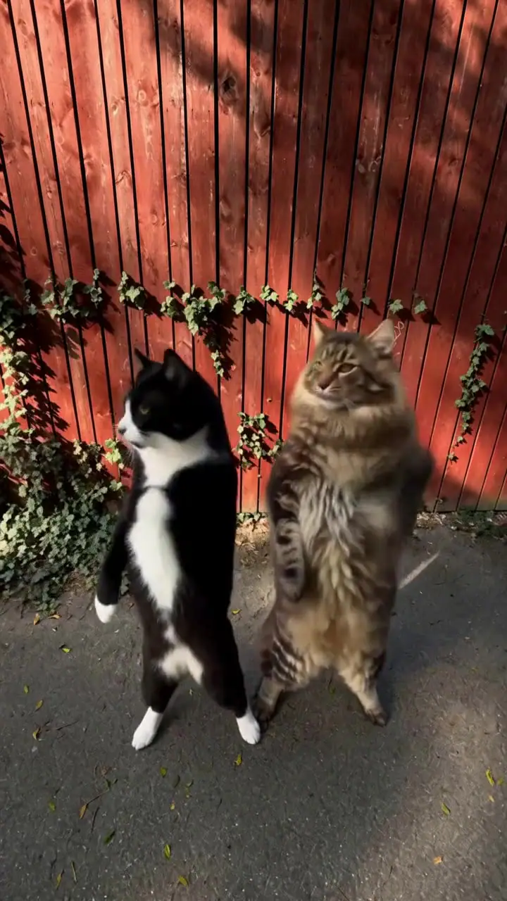 Two cats dancing side by side to Smalltown Boy